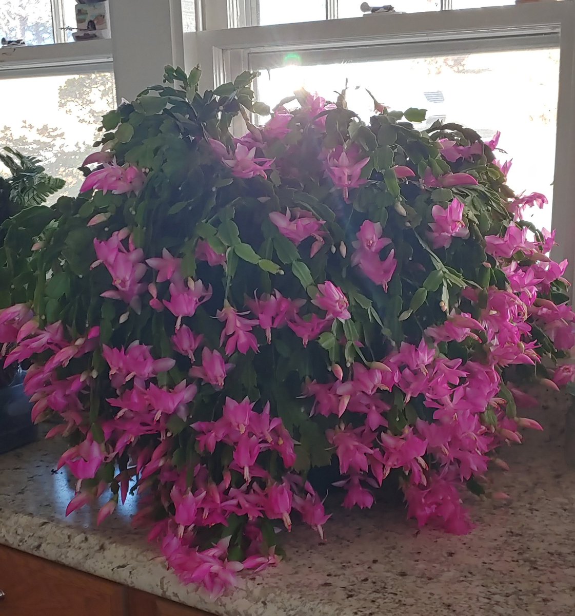 Nelda Leonard tweet media