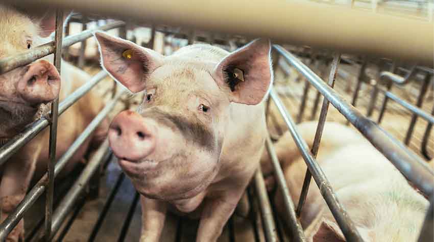 AnimalLawHLS's tweet photo. Thirty law professors from leading law schools across the country have written to Congress to express their joint concern regarding the Ending Agricultural Trade Suppression Act (“EATS Act”) (S. 2019/H.R. 4417).

https://t.co/w6V5Pn0miT https://t.co/c2R6QEEWpW