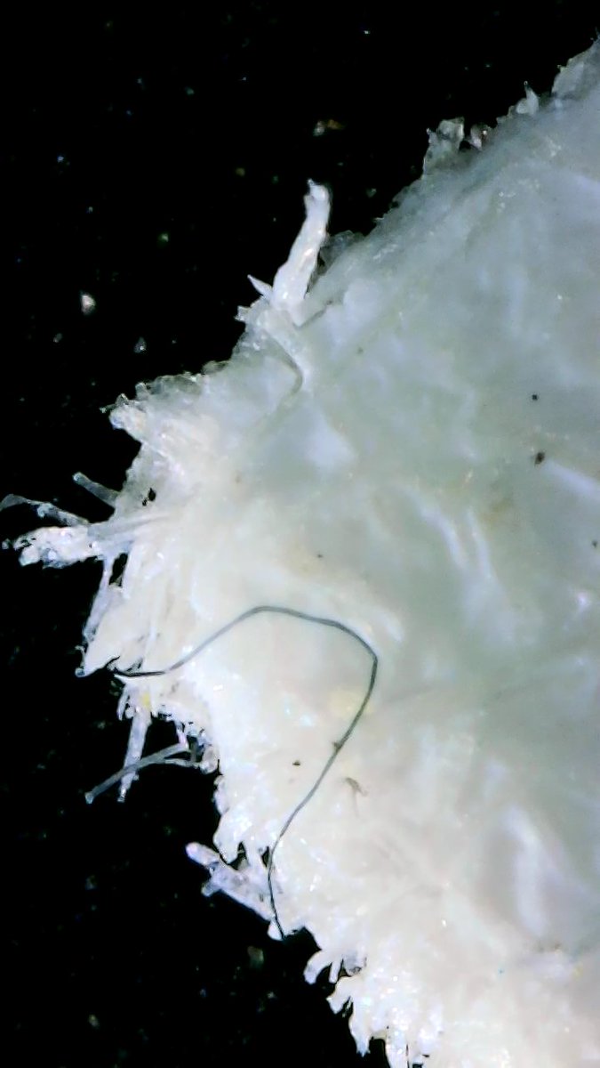 piqueresperito's tweet image. Only paper

#criminologia #criminalistica #documentoscopia #papel #forense