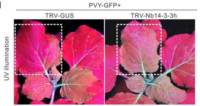 PlantPhys's tweet photo. Potato virus Y viral protein 6K1 inhibits the interaction between defense proteins during virus infection (Le Fang, Chao Geng, Xin-Yu Wei, Chen-Chen Dong, Ju-Ping Pang, Zhi-Yong Yan, Jun Jiang, Yan-Ping Tian, Xiang-Dong Li) https://t.co/nxZU3KiqJe @ASPB #PlantSci https://t.co/zbxBTcWDSO