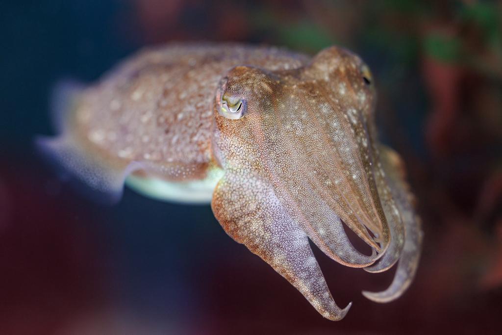Have you ever wondered what the brain of a cuttlefish looks like on a cellular level? Come check out our poster at WW68 this afternoon during the Single Cell session PSTR442 #SfN23 (📸 Stephan Junek)