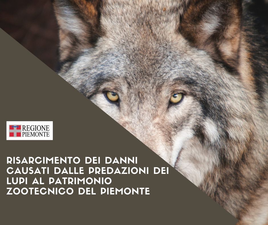 regionepiemonte's tweet photo. Contributi a favore degli #allevatori piemontesi di #ovini, #caprini, #bovini, #equini per il risarcimento dei danni causati dalle predazioni dei #lupi al patrimonio zootecnico. Domande fino al 15 dicembre 2023 ⤵
https://t.co/YGOgGzIbcL https://t.co/rJpavUzGmP