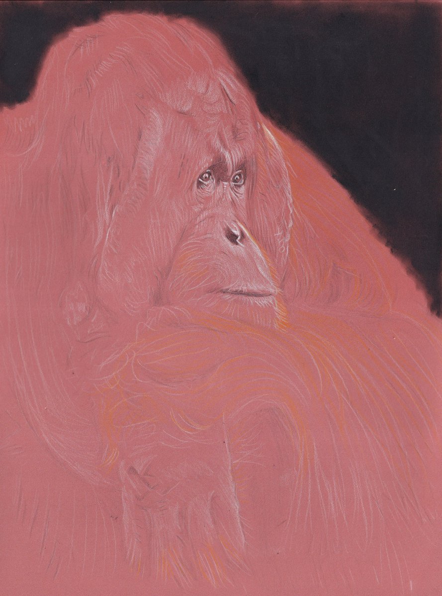 I started on the male Orangutan. Coloured pencil on Pastelmat (new colour : sanguine, it's nice !) pan pastel background. A3 sized, reference Jamie MacArthur. I have had the King Louie song from Jungle Book in my head for weeks now 🤣

#pongopygmaeus #criticallyendangered