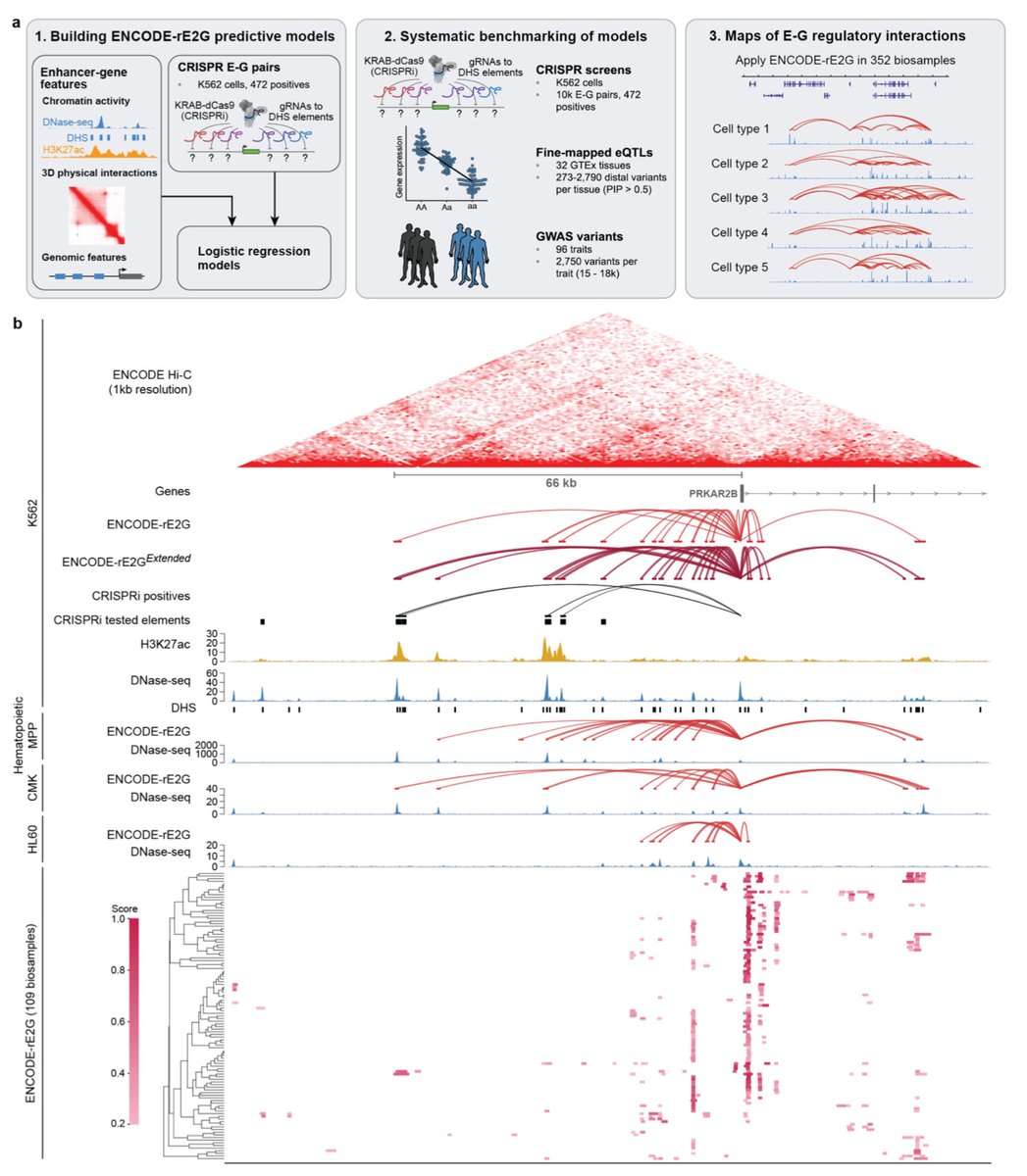 ENCODE-rE2G: An encyclopedia of enhancer-gene regulatory interactions in the human genome biorxiv.org/content/10.110…