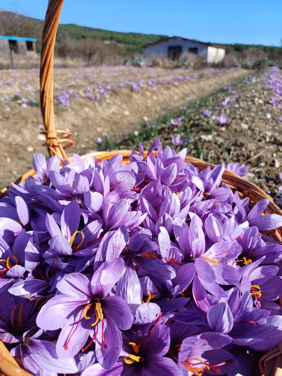 Bugün safran toplama günüydü