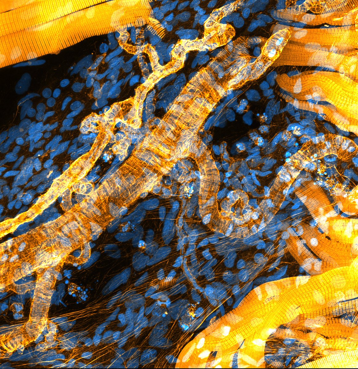 iceflon's tweet photo. Glad to have an image short listed in the category "micro" in CUPOTY competition.

Image: Blood vessels, connective tissue, and muscle fibers in zebrafish.

https://t.co/aoaOMsuXzH https://t.co/1Ux2tBuVOt