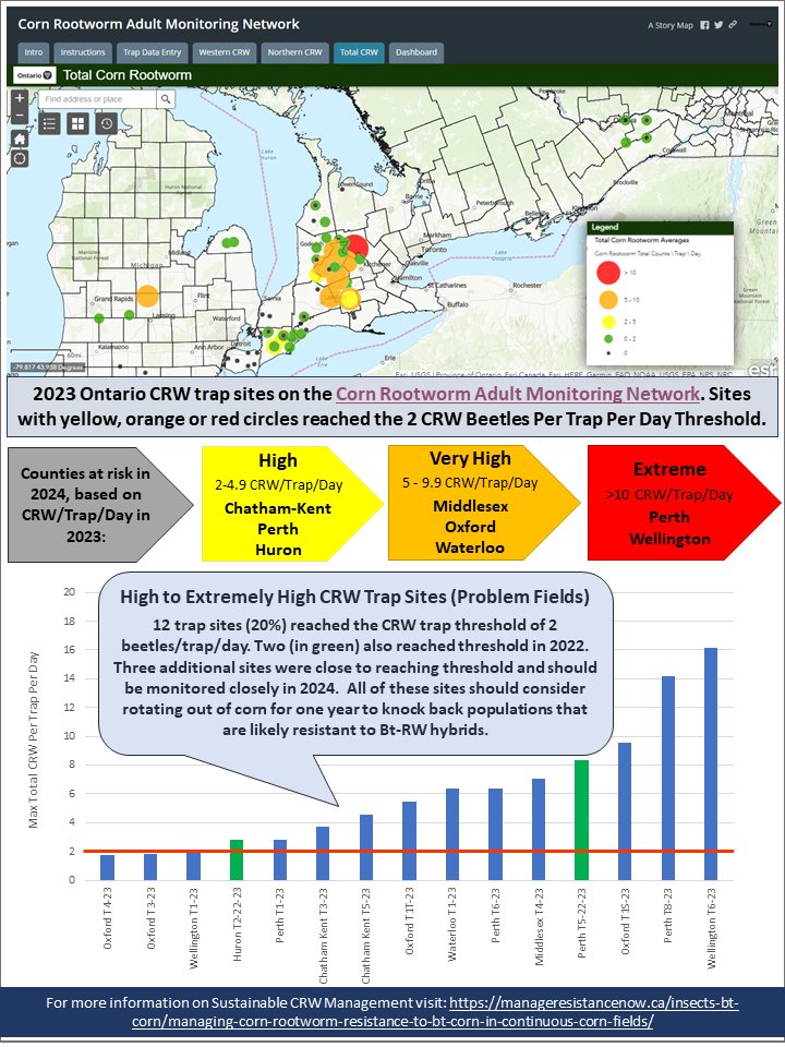 ICYMI: A summary of the 2023 results from the Ontario CRW Trap Network can be found here: fieldcropnews.com/2023/11/2023-o…  High risk sites are encouraged to rotate out of corn in 2024 to reduce the spread of resistance. #ontag #scout23 #Btresistance
