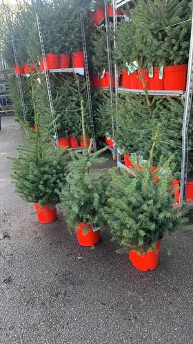 Darren, our Market Gardener:

"Christmas on my stall is well under way. Come and have a look as there's something for everyone. Stocks are limited and the first of the fresh wreaths are now on my stall."

Merry Christmas all.