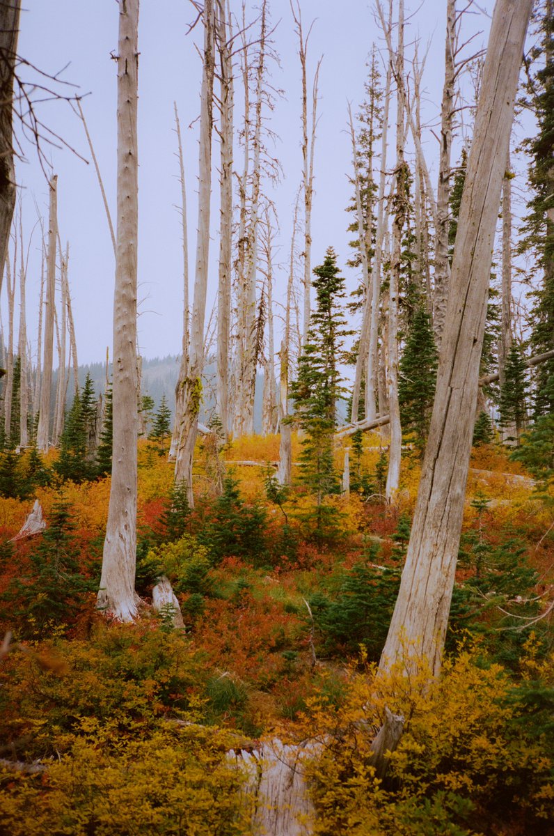 Fall colors on 35mm