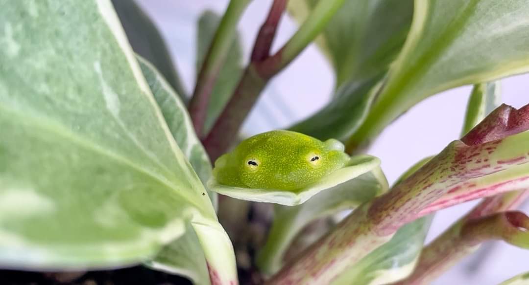 One of the cutest #frogs #nature #amphibia please help me identify it <a href="/Nature/">nature</a> <a href="/NatGeo/">National Geographic</a> <a href="/AnimalPlanet/">Animal Planet</a>