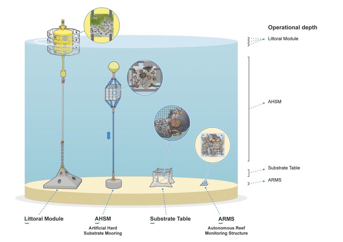 On 23 Oct, @nat_sciences_be used #RVBelgica to retrieve settlement plates from the 🇧🇪 #NorthSea. Studying colonisation offers insights for the development of ecofriendly marine photovoltaic installations. More @ shorturl.at/oFHQW #EcoMPV Infographic by Hendrik Gheerardyn
