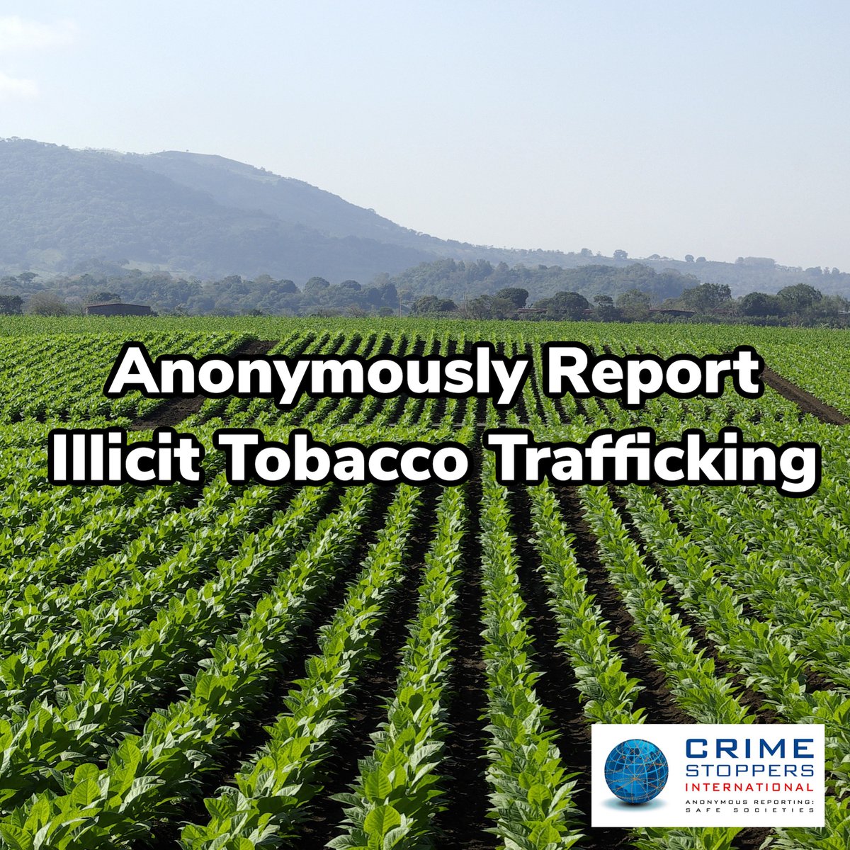 Did you know?

The illicit tobacco trade often goes hand-in-hand with other illegal activities such as money laundering, bribery, human trafficking, the smuggling of guns and illegal drugs.

Please submit your anonymous tips online by going to reports.crimestoppersinternational.org. <a href="/JTI_global/">JTI</a>