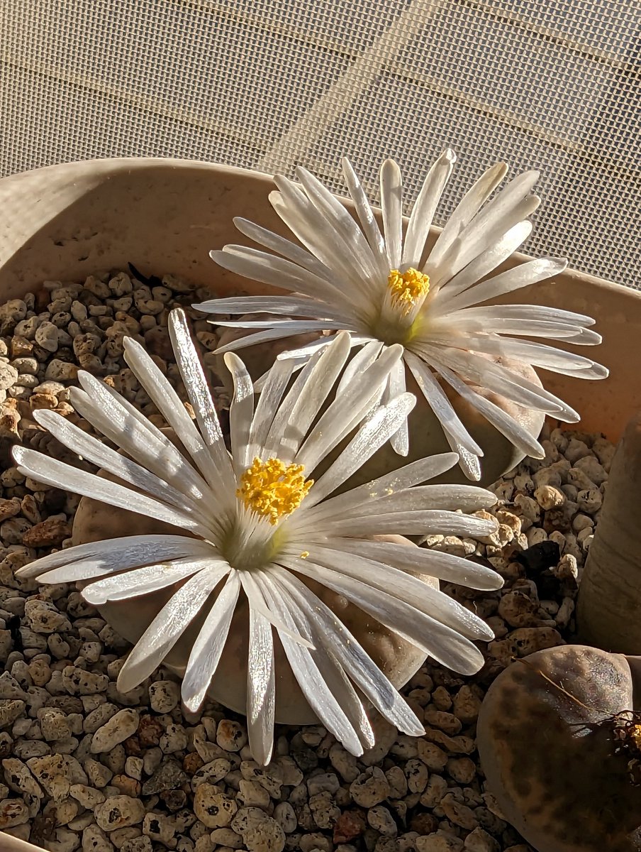 anikie_1's tweet photo. 蕾出てからちょっと時間かかったね。急に寒くなったからかな。
#リトープス #Lithops #リトープスの花 #Lithopsflower https://t.co/mnx8QVpGnk
