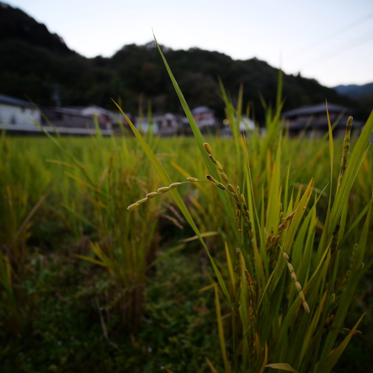 #Culture du #riz au milieu des habitations à #Miyoshi

#LumixG9 #laowa7_5mm

instagram.com/p/Czn-zlHLCCe/