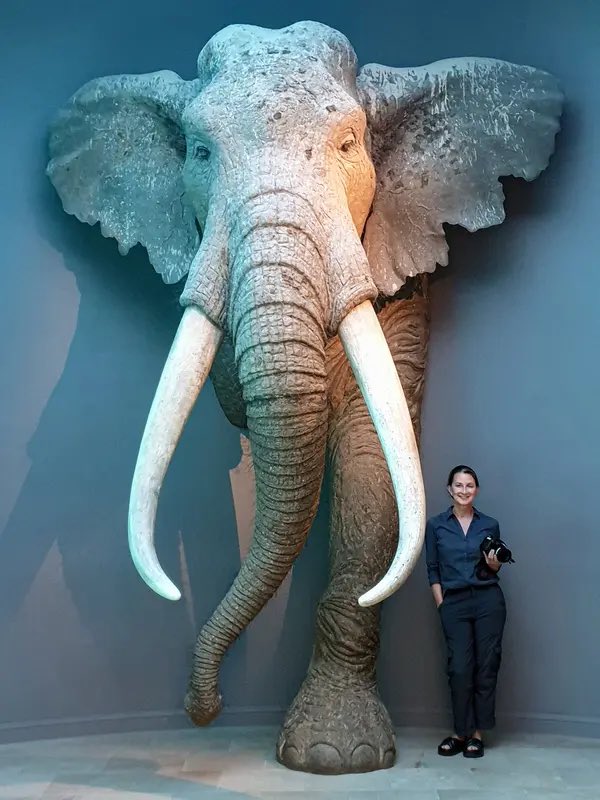 السعودية الخضراء،

قبل حوالي 400,000 سنة كانت صحراء النفود مليئة بالانهار الدائمة كمان عثر على بقايا عظام لفرس النهر والفيلة واستيطان للإنسان بالمنطقة، بدأ الجفاف منذ حوالي 5,000 سنة ما دفع الإنسان إلى حفر المياه الجوفية والاستقرار عند الواحات كما أسهم اعتمادهم على الجمل في