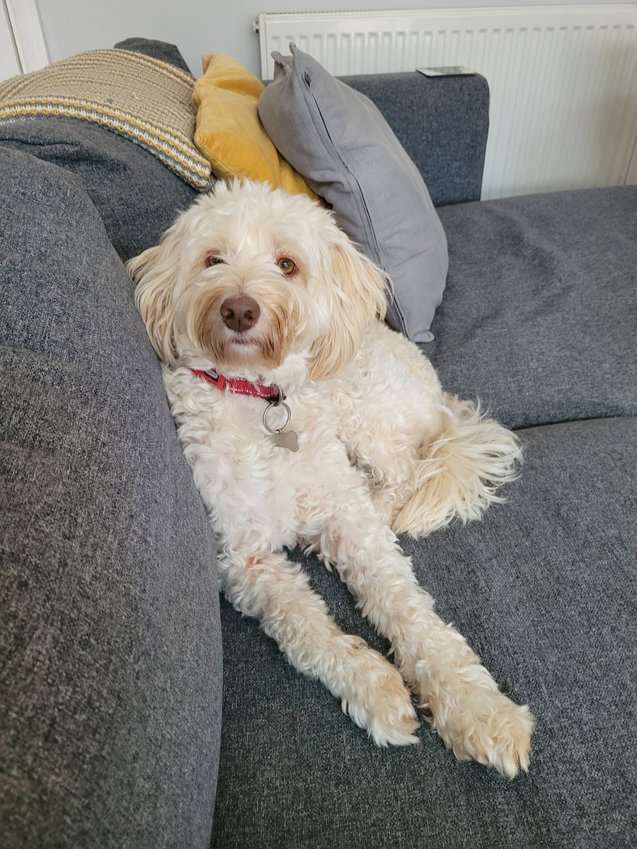 Introducing my devoted meditation companion Buddy! I do wonder sometimes what he was in a previous life to deserve this one. My furry cheerleader 😀 #bromley #vedicmeditation #meditation