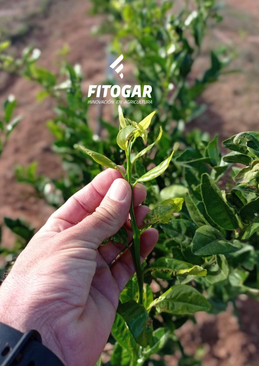 Fitogar_'s tweet photo. Plantones Nadorcott 🍊 en Museros, (Valencia).
Temperturas anómalas, comportamiento anómalo. No es habitual que un cítrico en el hemisferio norte brote a mediados de noviembre, pero considerémoslo como un extra, (aunque técnicamente sea inquietante).
#Fitogar #agricultura https://t.co/yjqX5Gztnp