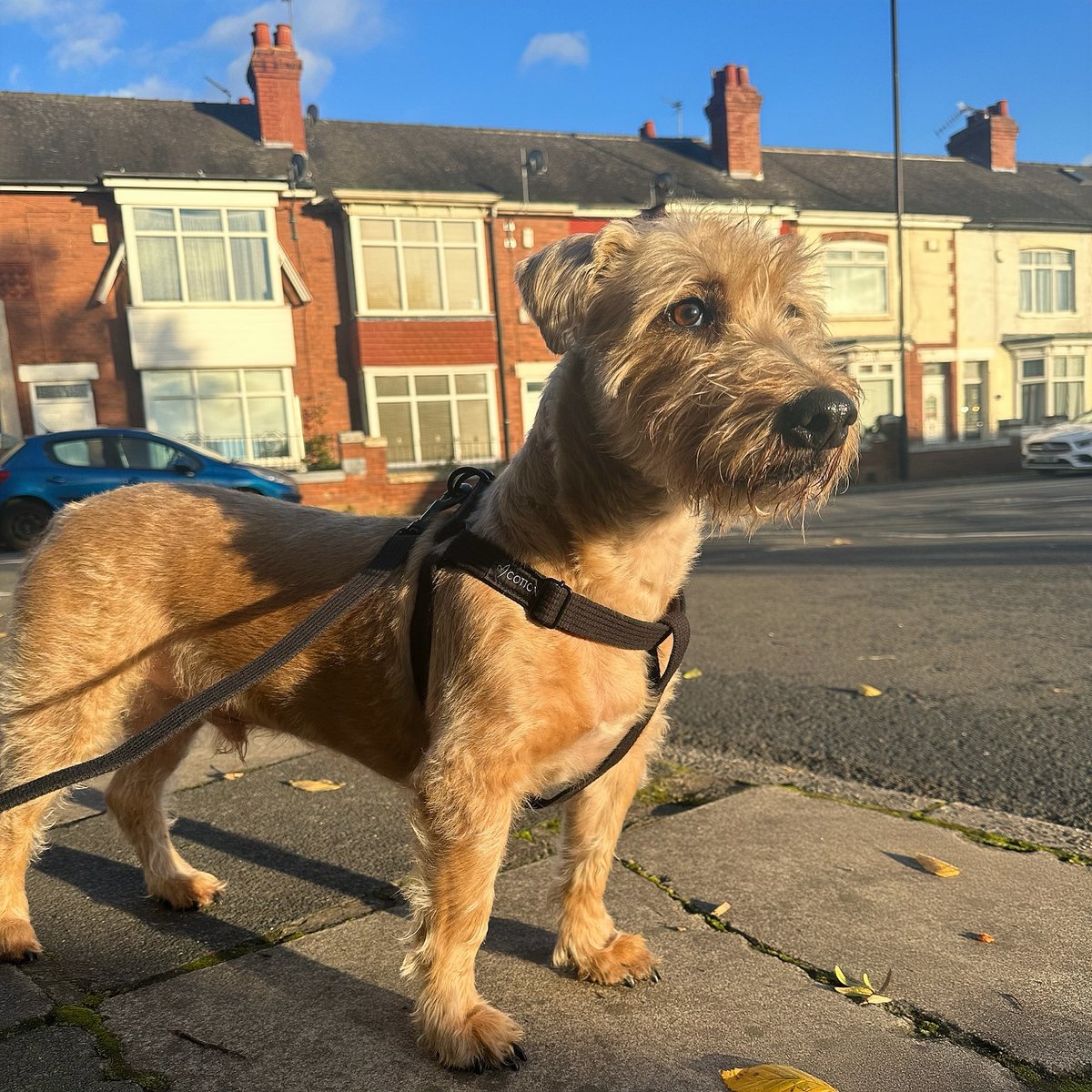 GorPets's tweet photo. ~#tuesday Morning walks 🚶🏻‍♂️hopefully it’s not windy today like it was yesterday, all the leaves flying about scares me 🙃 Wearing @gorpets cotton set, go to their website to see where your local stockist is 😁#dogsofinstagram #dogsofinsta #ukdogsofinstagram #plummerterrier ❤️ https://t.co/wpzRmnbskG