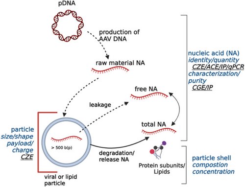 Congrats to Andrei Hutanu, recipient of this month's Honourable Mention for the article “Electrophoretic characterization of LNP/AAV-encapsulated nucleic acids: Strengths and weaknesses” - Read it at: doi.org/10.1002/elps.2…