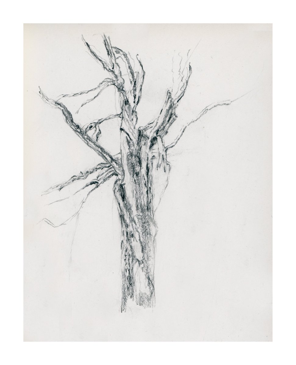 markwadd's tweet photo. Tree at Strid Woods, Bolton Abbey #drawingtrees https://t.co/nDeodnfyp6