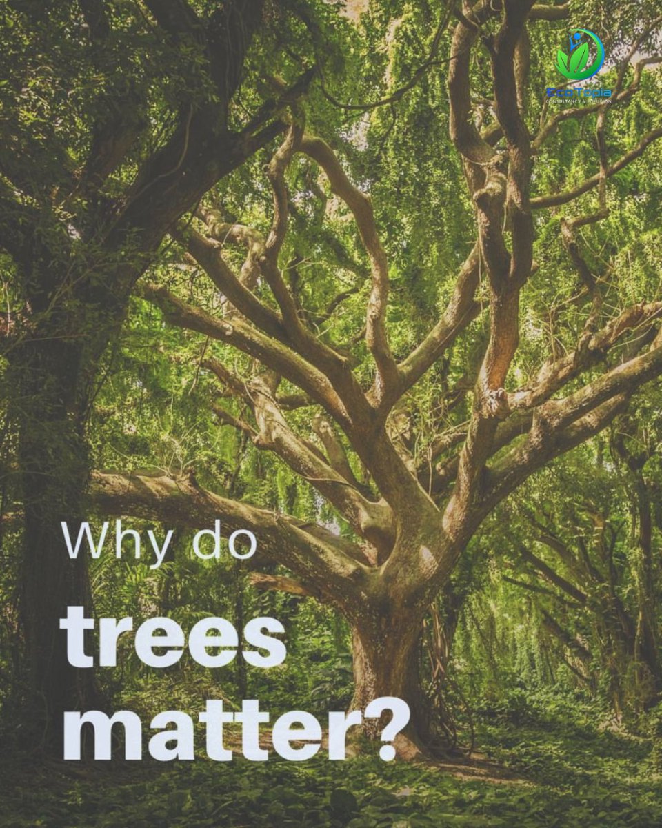 ecotopiabd's tweet photo. 🌍 Forests cover 1/3 of Earth, housing over half of all land species. 🦋🌿 Vital for climate, they absorb carbon and regulate weather. Yet, 12M hectares vanish yearly, contributing to 25% of global emissions. 😢 Let's act now to protect our lifeline! 🌳💚 #SaveOurForests https://t.co/TeBnZKyQuo