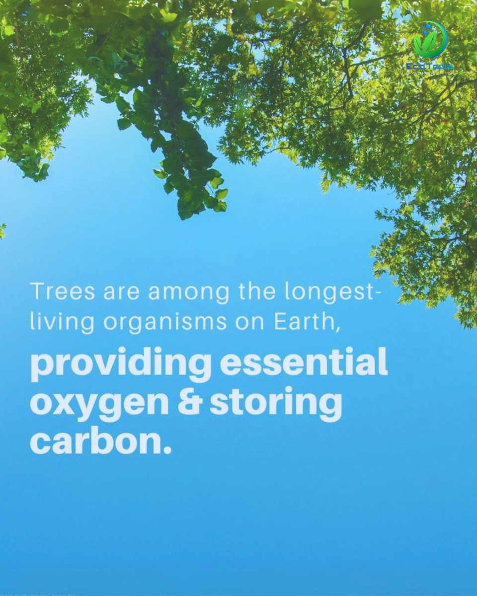 ecotopiabd's tweet photo. 🌍 Forests cover 1/3 of Earth, housing over half of all land species. 🦋🌿 Vital for climate, they absorb carbon and regulate weather. Yet, 12M hectares vanish yearly, contributing to 25% of global emissions. 😢 Let's act now to protect our lifeline! 🌳💚 #SaveOurForests https://t.co/TeBnZKyQuo