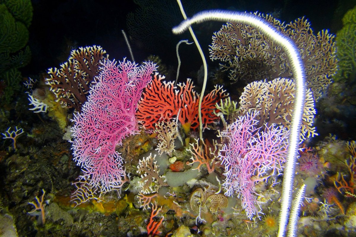 🆕Study reveals 8 unique marine communities in Amathole MPA, each with its own habitat

Depth &amp; seabed type are key factors determining distribution 

🪸 Vital info for #MarineSpatialPlanning &amp; management sciencedirect.com/science/articl…