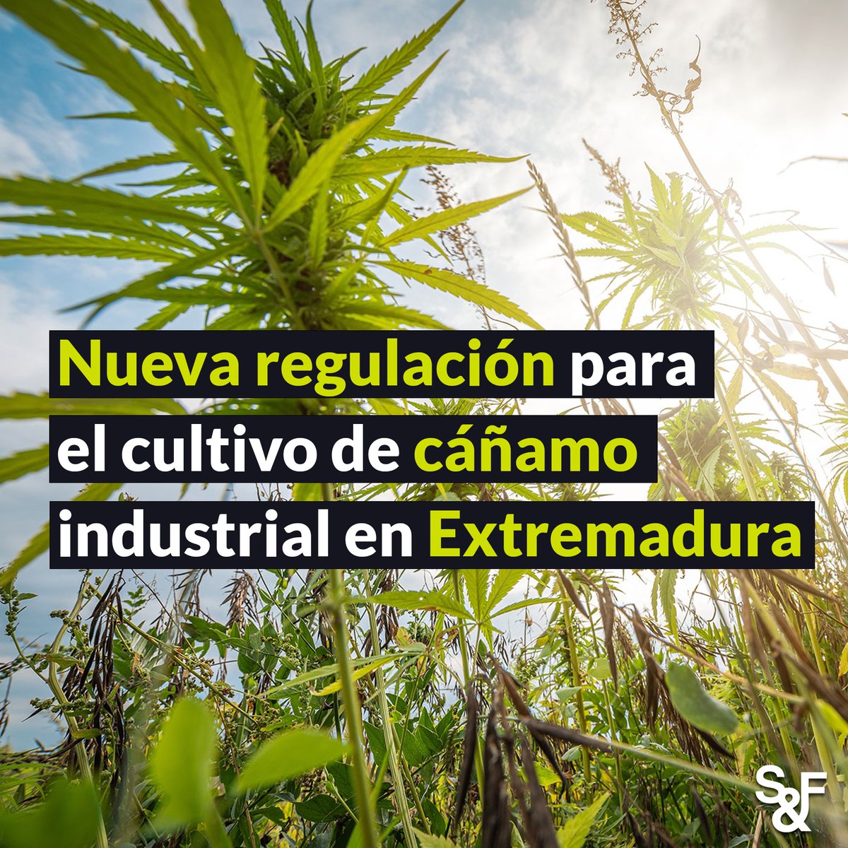 #Extremadura lidera en normativa del #cáñamo industrial. La nueva orden de la Consejería de Agricultura establece prácticas para el cultivo integrado, fomentando la sostenibilidad y la innovación agrícola. 

Más en: cutt.ly/jwYIbAIE