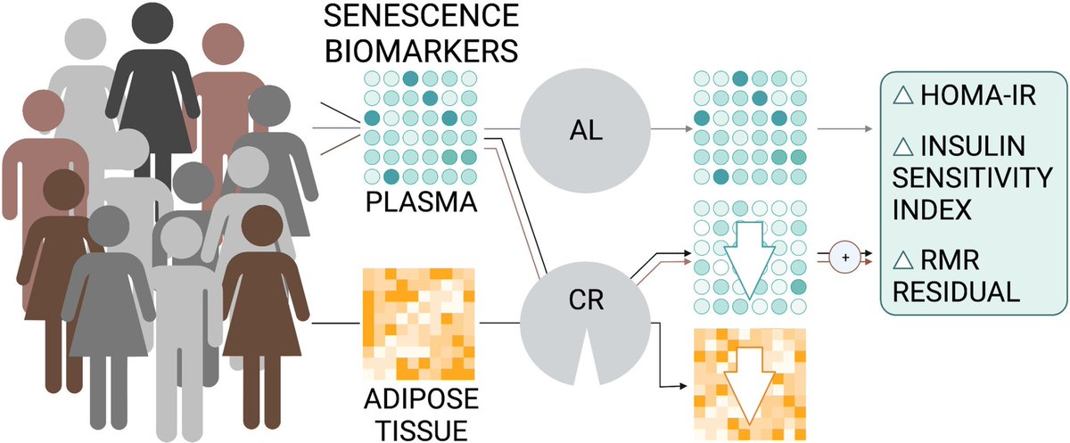 Calorie restriction reduces biomarkers of cellular senescence in humans…
onlinelibrary.wiley.com/doi/10.1111/ac…