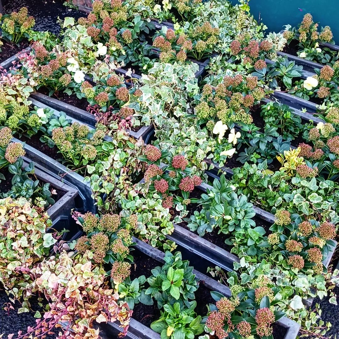 HCGAGardens's tweet image. We planted up the window boxes at Empress Place for @earlscourtdevco with lovely winter bedding- skimmia, helleores and pansies. Lots of bulbs in there too for spring💕

#EarlsCourt #FlowersInTheWindow #GreeningTheCity #Partnerships