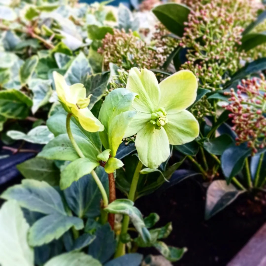 HCGAGardens's tweet image. We planted up the window boxes at Empress Place for @earlscourtdevco with lovely winter bedding- skimmia, helleores and pansies. Lots of bulbs in there too for spring💕

#EarlsCourt #FlowersInTheWindow #GreeningTheCity #Partnerships