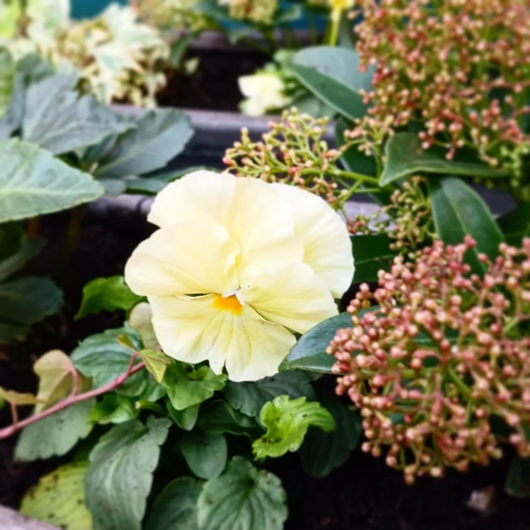 HCGAGardens's tweet image. We planted up the window boxes at Empress Place for @earlscourtdevco with lovely winter bedding- skimmia, helleores and pansies. Lots of bulbs in there too for spring💕

#EarlsCourt #FlowersInTheWindow #GreeningTheCity #Partnerships