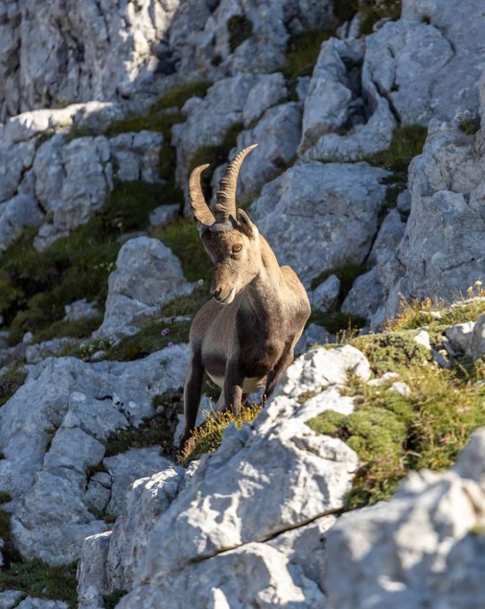 Hello, #nature #enthusiasts and #researchers! Today, we invite you on an unforgettable virtual journey into the world of the #Alpineibex (#Capraibex) in #Slovenia. 🐐 Click the link and read more📰: researchgate.net/publication/37…