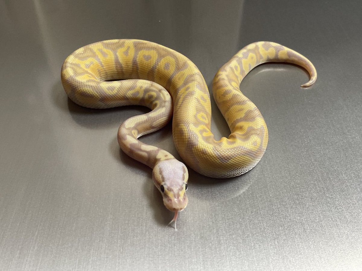 BMMorphsJapan's tweet photo. Pastel Banana Vanilla OD het Clown
完璧👌
#ballpython
#ボールパイソン
#hetarmy
#recessivemorphs
#ballgame
#ballin
#clownproject https://t.co/ZN6yvhVcvR