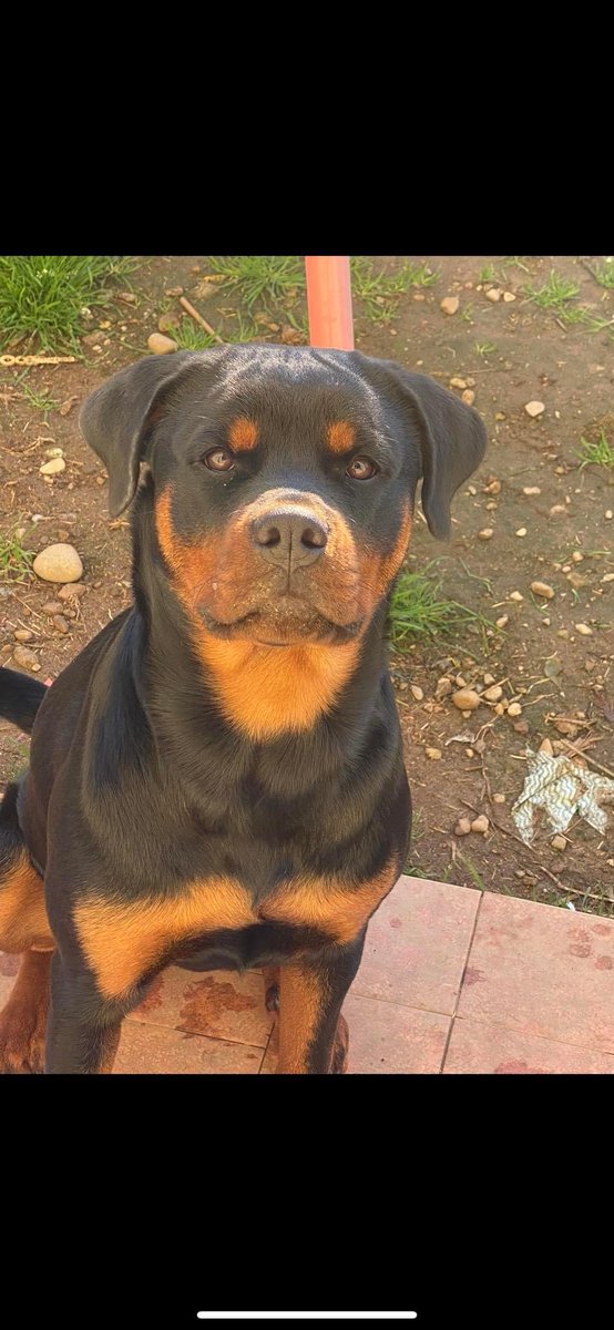 adtoomuch's tweet photo. “Oggi Uma, la mia bambina, la mia migliore amica, è stata ammazzata a sangue freddo. Le hanno sparato in testa. In mezzo agli occhi.
Le ha sparato un cacciatore che “l ha scambiata per un animale”.
Poi ha detto che “l ha vista con la bocca aperta”. https://t.co/iVYtQk16pc