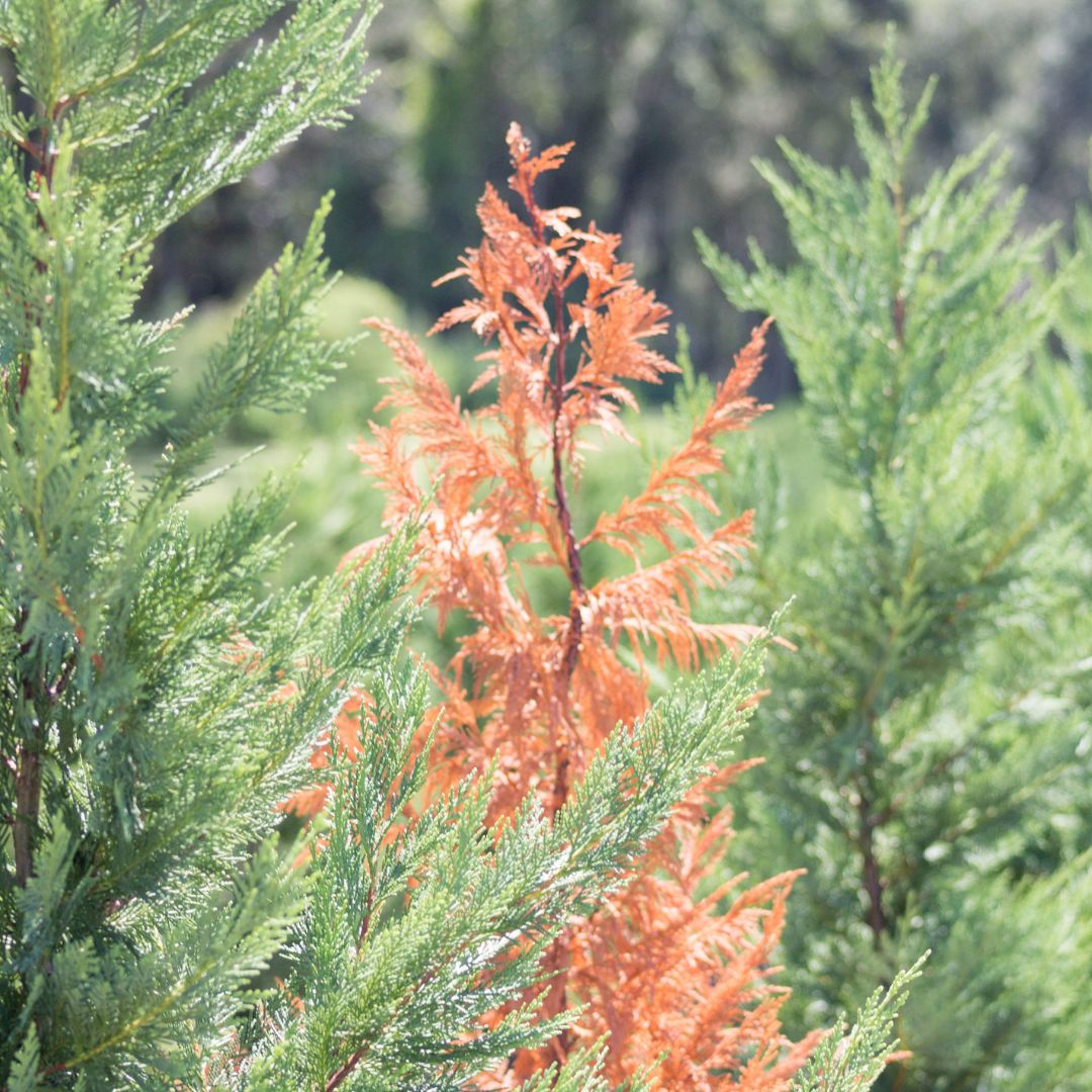 While #cypress trees are known to be tough plants, they are also vulnerable to certain conditions.

Learn more here 👉 sereneeden.com/what-kills-cyp…

#cypresstrees