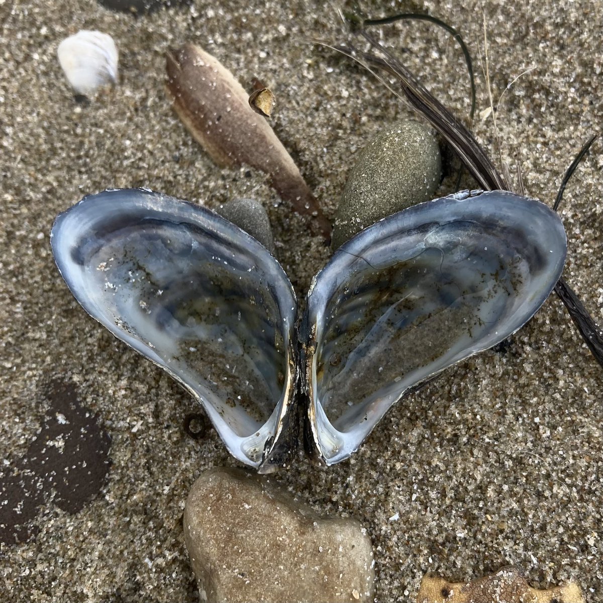 markjwatts's tweet photo. #zebramussel #lakeontario #naturephotography https://t.co/kbFPVeaSOz