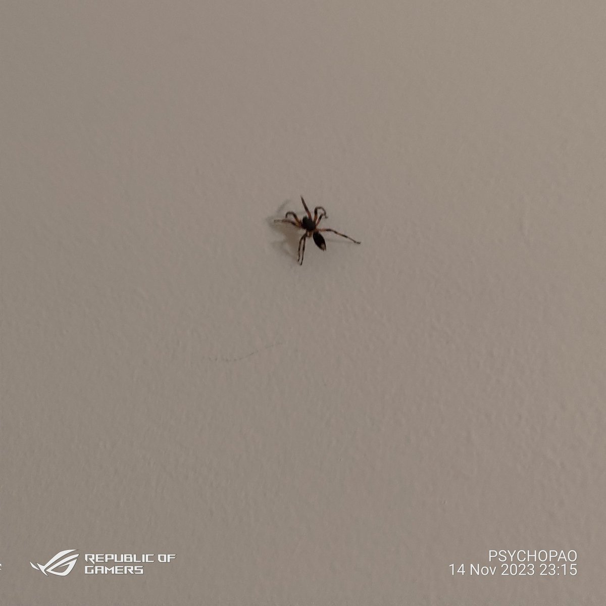 psychopaox's tweet photo. Spider season, here we go! 🕷️🕷️🕷️ #downunder #spider #WhenInAustralia https://t.co/74b1jDwomh