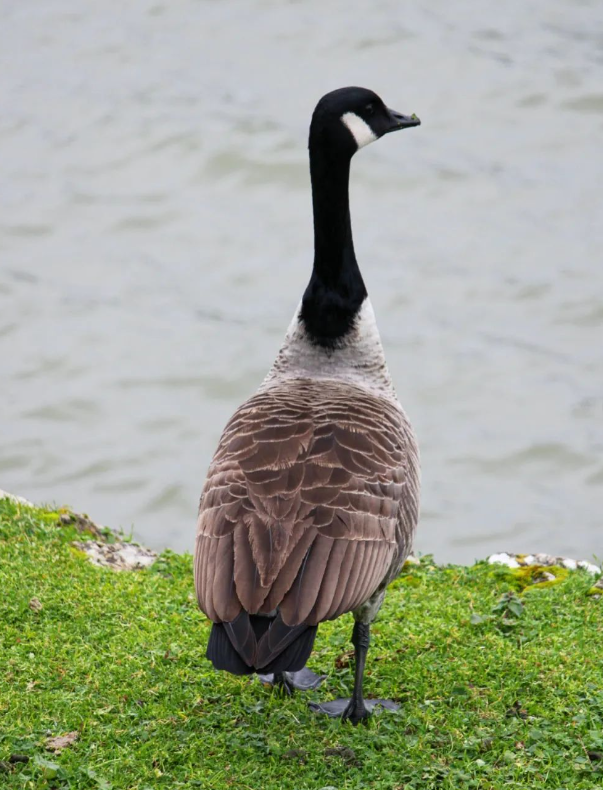 Marie_Boetti's tweet photo. Une balade au Coudray-Montceaux (avec une perruche à collier, un cormoran et une bernache du Canada)📷 #photography #photo #animals #birds #birdphotography  #nature #NaturePhotography https://t.co/0wSz580nWd