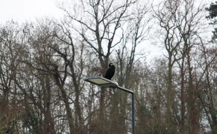 Marie_Boetti's tweet photo. Une balade au Coudray-Montceaux (avec une perruche à collier, un cormoran et une bernache du Canada)📷 #photography #photo #animals #birds #birdphotography  #nature #NaturePhotography https://t.co/0wSz580nWd