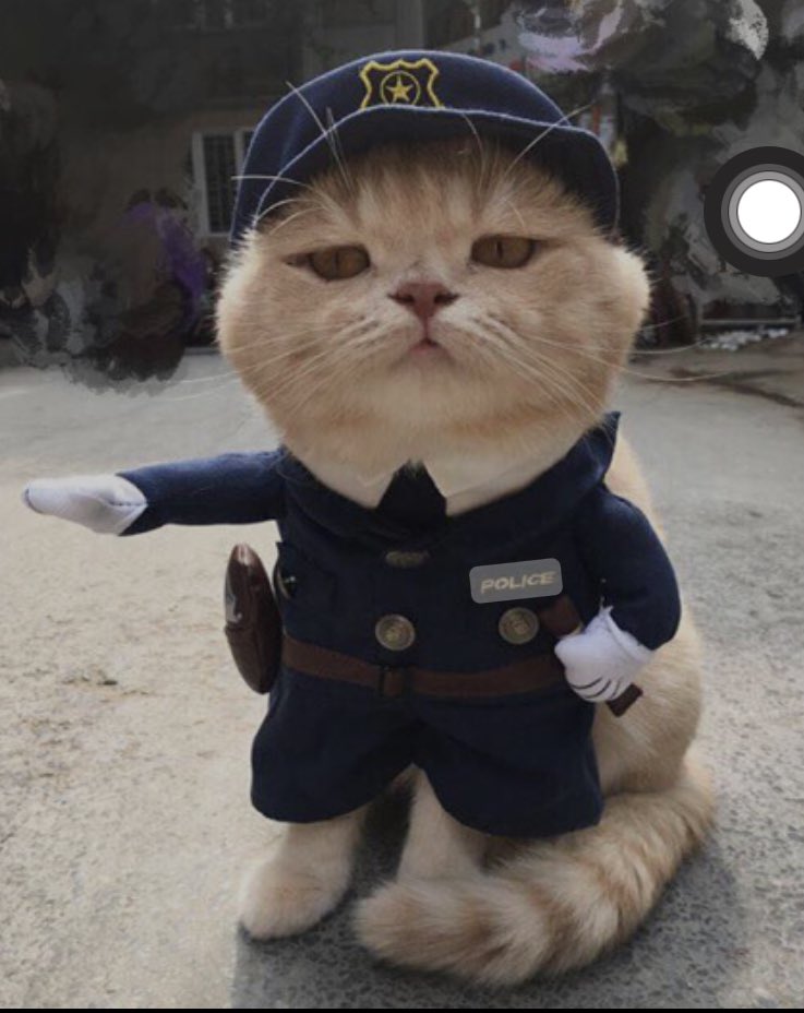 nhagaukids's tweet photo. @CatWorkers Give me your driver license. Now https://t.co/0uKz4AQWAp