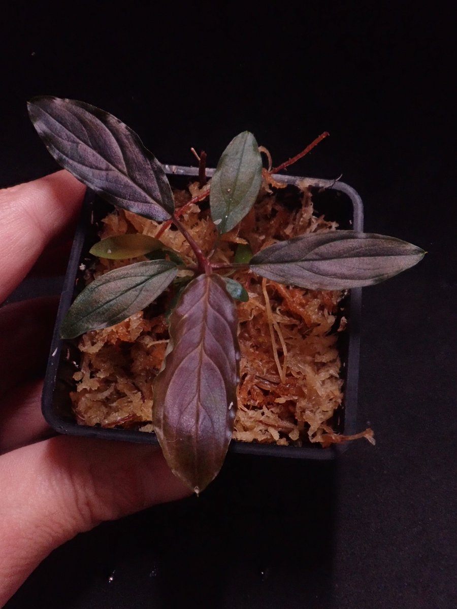 Homalomena “濡烏×Euc” 【LA-hyb.22-06】 新たな新葉が開いたので撮影