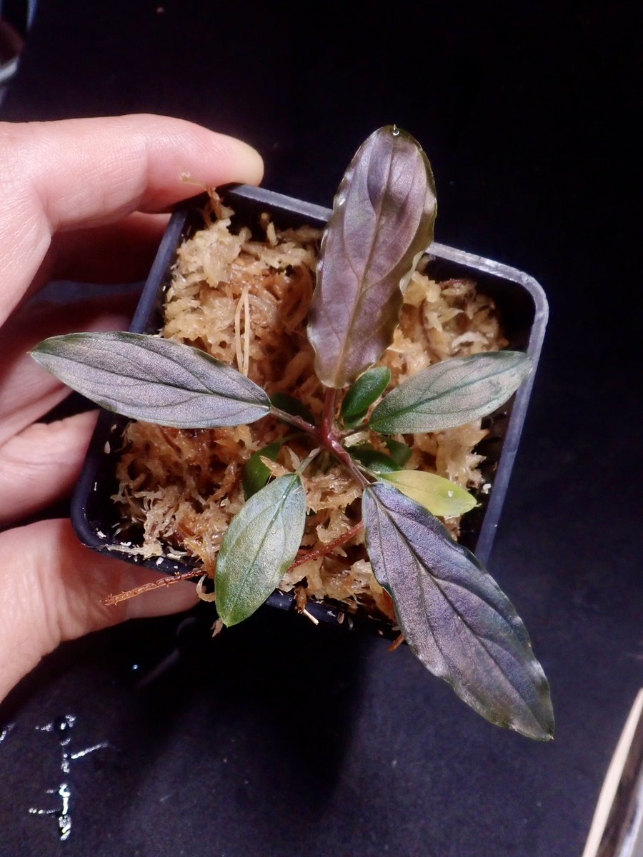 Homalomena “濡烏×Euc” 【LA-hyb.22-06】 新たな新葉が開いたので撮影