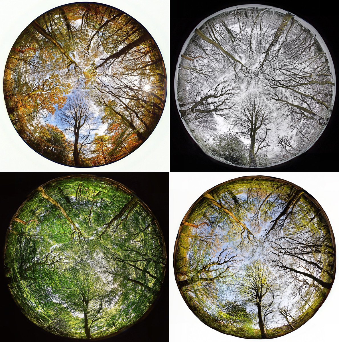 Four seasons standing looking up from the same spot in Highgate Wood with a vintage #Nikon 8mm fisheye lens
