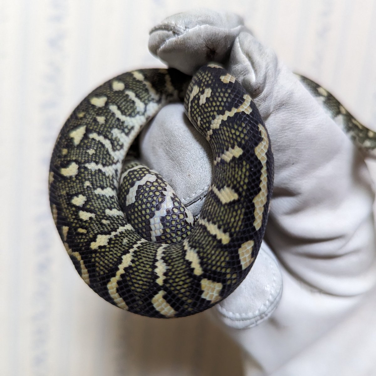 forsteri_SP's tweet image. ダイヤジャングル
ジャングル系統は解りやすく色味が出るから好き。このまま黄色の発色が濃くなれば良いな。
#カーペットパイソン
#carpetPython