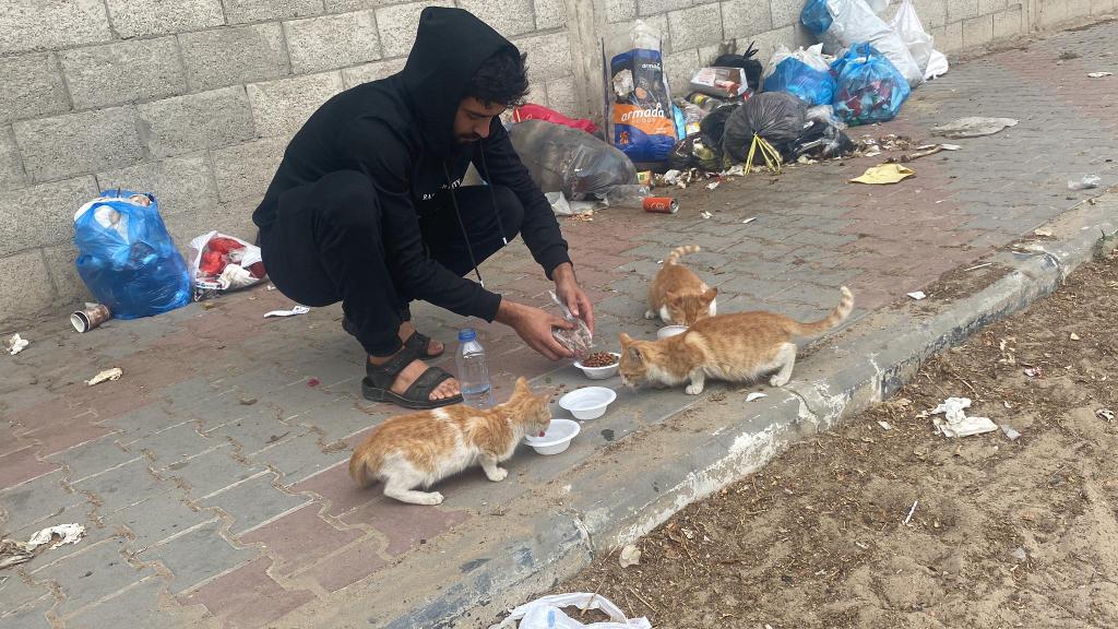 RescueCare's tweet image. Sorry, my friends.😭💔💔 The telecommunications company published a statement saying that communications will be cut off on Thursday throughout the city,😓😓😣 and this poses a great danger to all shelter animals and the lives of street cats. You know that there is no way for us…