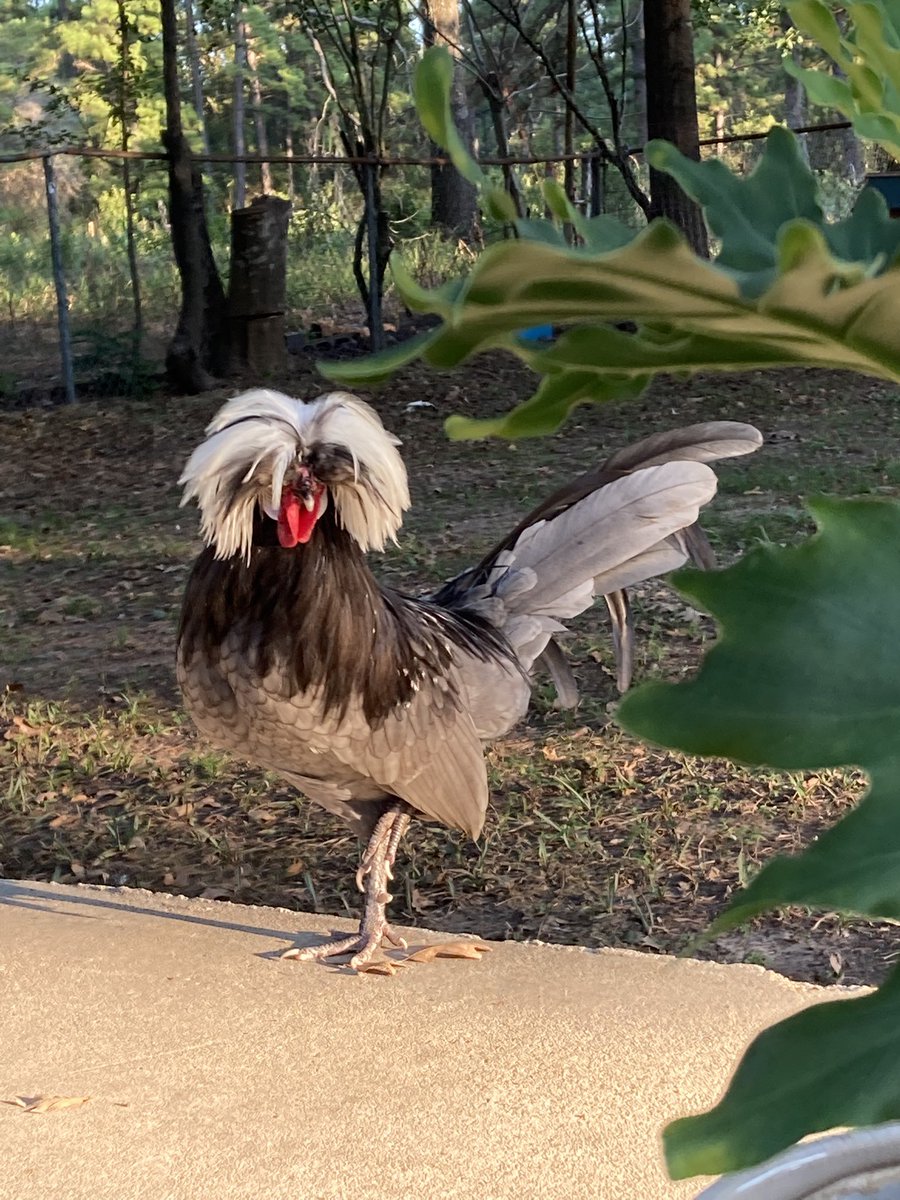 GladysQKravitz1's tweet image. GM from your neighborhood ##ChickenTender