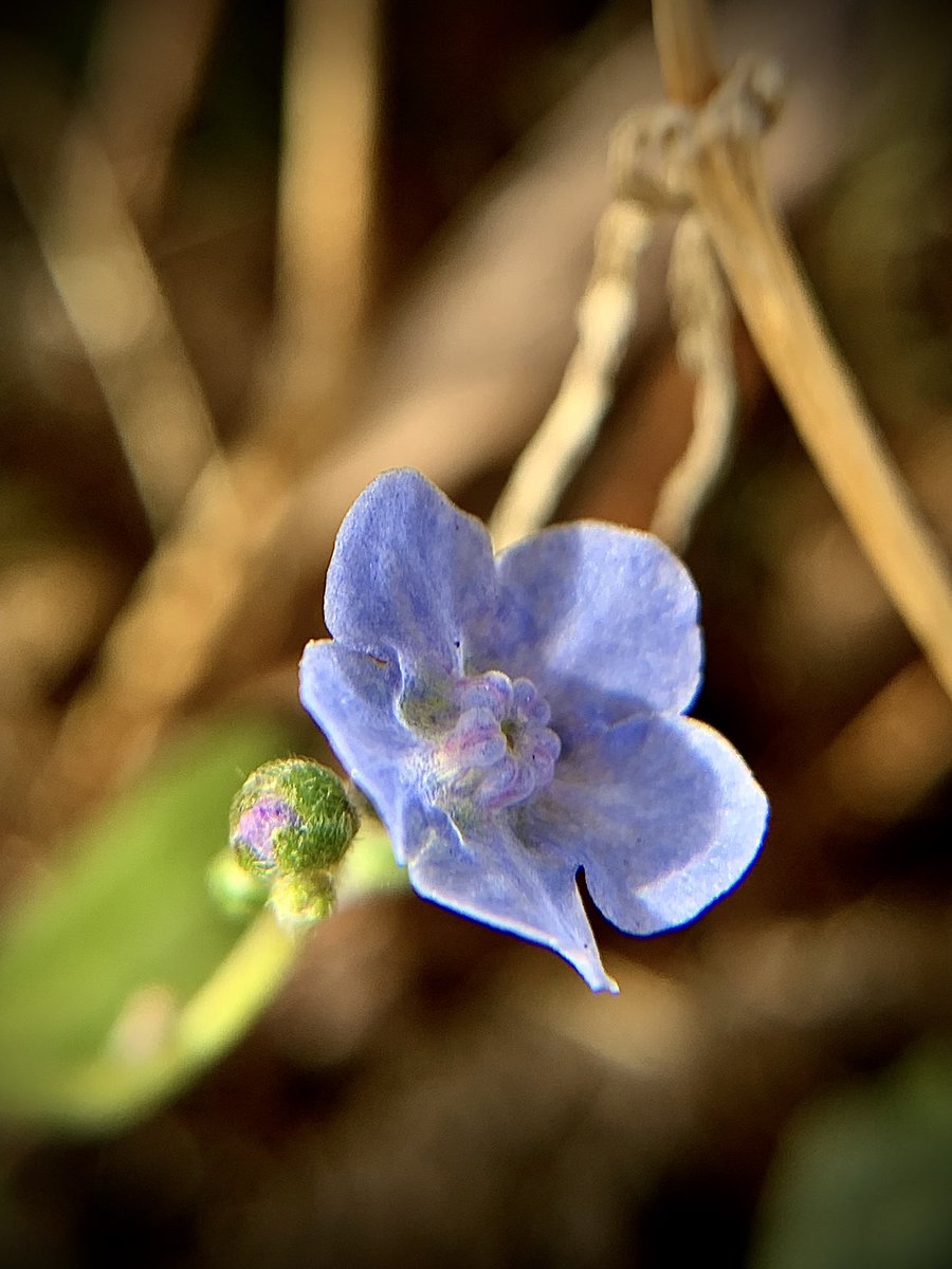 Good morning and happy Tuesday. 
I found the teeniest, tiniest, itty bitty forget-me-not, amongst the dead flowers on Sunday, for #TuesdayBlue and #TinyTuesday. 

A bright spot, in all the dark.