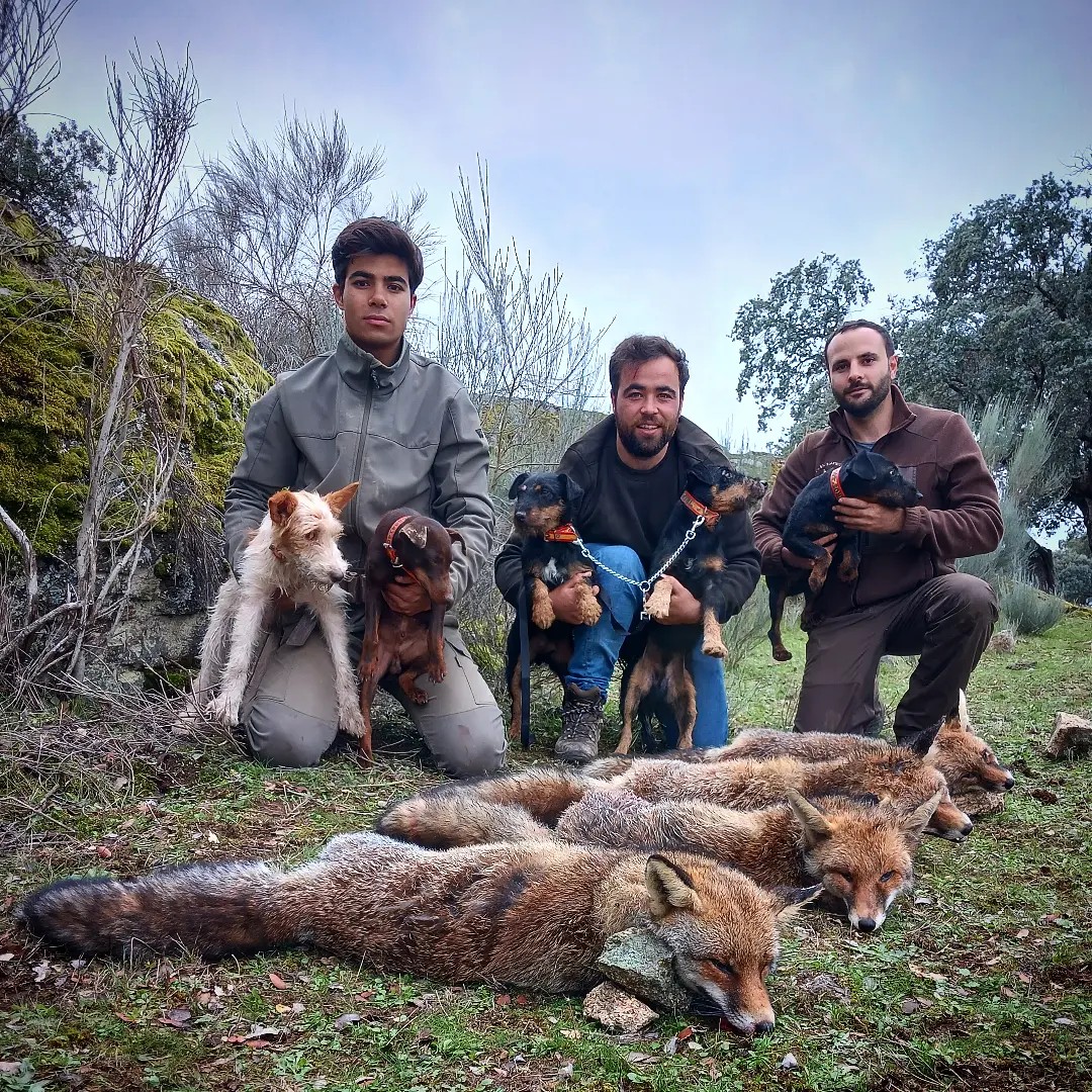 Posan con cara de satisfacción después de haber matado cruelmente a 4 zorros, acosándolos dentro de sus madrigueras con sus perros, hasta que salen de la angustia y el miedo pegándoles un tiro. Cerca de 200000 zorros son ejecutados cada año en nuestro país. La caza es solo