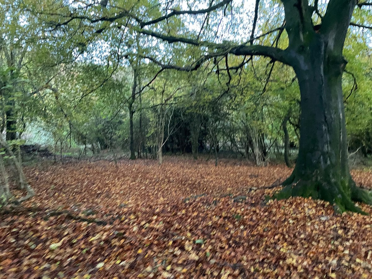 The colours of autumn are like a glorious confetti covering the ground.

Be blown away by similar hues on our favourite autumn walks. They promise views, adventure, &amp; one may even knock you off your feet!

🚶‍♀️mtr.cool/itpnfoerjk

#oxford #oxfordshire #oxfordwithkids #walking